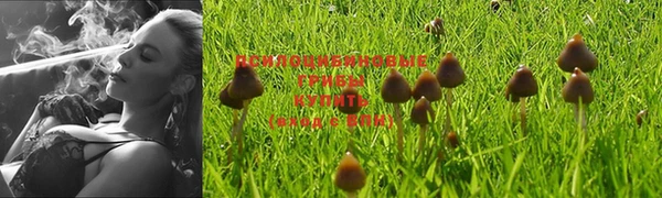 шишки Мурманск